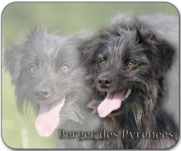 Mousepad Berger des Pyrénées (Pyrenäenschäferhund) #5